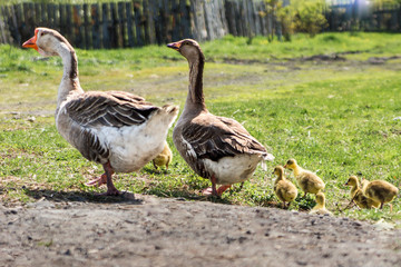 Naklejka na ściany i meble a pair of domestic geese with goslings for a walk
