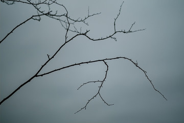 naked tree branches in late autumn with no leaves