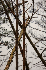 forest details with tree trunks and green foliage in summer