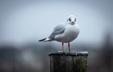 Seagull on a pole looking into camera