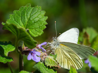 Green Veined Butterfly