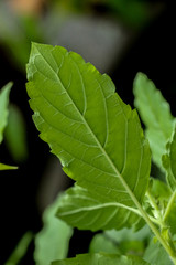 Holy basil at garden