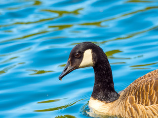Canada Goose ( Branta canadensis ) on a Lake in Winter
