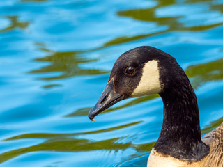 Canada Goose ( Branta canadensis ) on a Lake in Winter