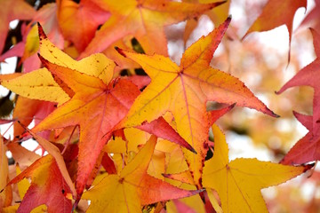 Kunterbunter Herbst in Südtirol