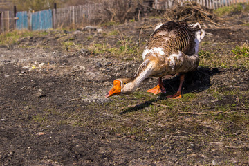 domestic goose defends hiss, hissing head down
