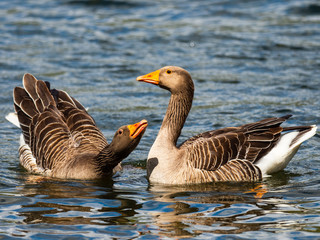 Fototapeta premium Two Greylag Geese (Anser anser) on Water Courting