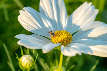 Cosmos Flower at Suan Luang Rama IX Park ,Thailand