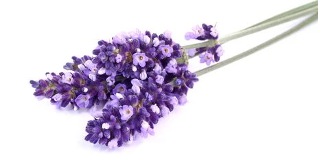 Fotobehang Lavendel Lavendel