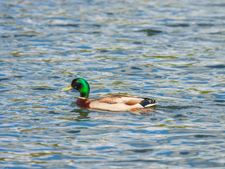 Mallard Duck (Anas platyrhynchos) swimming in water