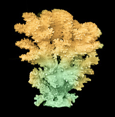 coral isolated on black background