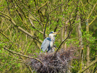 Grey Heron (ardea cinerea ) with Chicks on a Nest