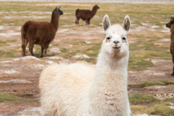 Fototapeta premium llama in the wild in the Andes
