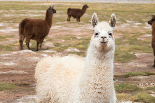 llama in the wild in the Andes