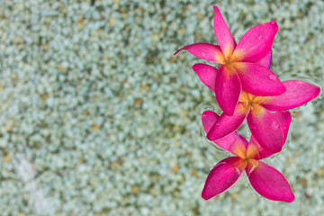 three Thai pink plumeria flowers with sand and water background