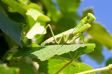 A green mantis is sitting on a sheet of grapes on a sunny summer day against a blue sky.