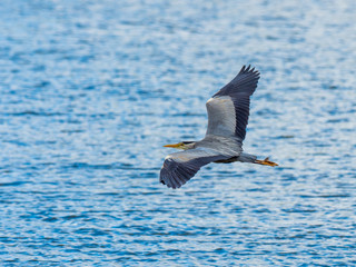 Grey Heron (ardea cinerea ) Flying Over Water