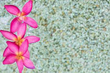 Obraz na płótnie Canvas three Thai pink plumeria flowers with sand and water background