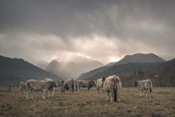 Fototapeta premium vaches en hiver