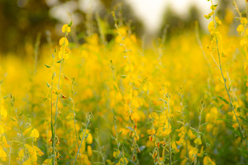 Fototapeta premium Sunhemp or Crotalaria juncea, the yellow flower field blooming on sunny day with have mountain background