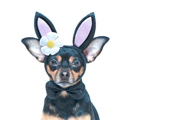 Dog in rabbit ears, easter theme, isolated portrait of a puppy in a hare costume