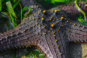 Black sea star with yellow dots lying in ocean water and surrounded by green seaweed