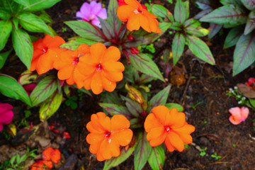 Vibrant beautiful botanic garden with various flowers and leaves in spring time
