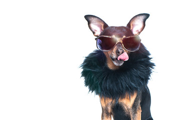 Stylish, chic dog  isolated , diva in a fur coat and glasses licked in anticipation of purchases...