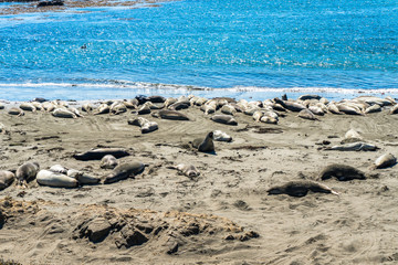 Seals at the beach