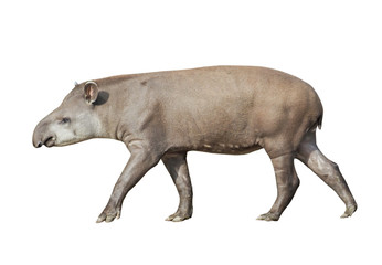 South American Tapir (Tapirus terrestris), isolated on white background - obrazy, fototapety, plakaty