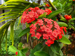 Beautiful pink purple hydrangea flowers with blurred background floral wallpaper in botanic garden 