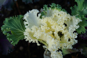Close up different shades of green yellow and white cabbage vegetable fresh healthy food floral background floral wallpaper