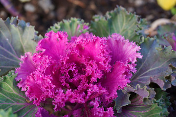 Close up different shades of green yellow and white cabbage vegetable fresh healthy food floral background floral wallpaper