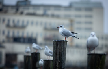 Winter bird watching. Seagulls sitting on the poles.