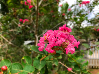 Pink bougainvillea beautiful flower background climbing ornamental tree