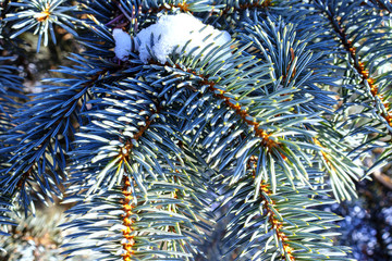 Naklejka na ściany i meble Winter fir branches in snow on sunny day close up