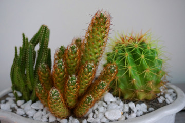 Beautiful succulent cactus garden various flowers in botanic garden in springtime