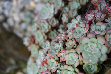 Beautiful succulent cactus garden various flowers in botanic garden in springtime