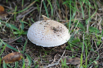 Wonderful mushrooms after the rain, born with the sun