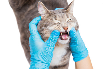 veterinarian checks teeth to a cat. medicine, pet, health care and people concept