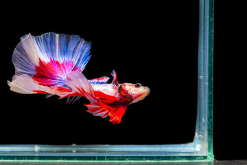 The moving moment beautiful of siamese betta fish or splendens fighting fish in thailand on black background. Thailand called Pla-kad or biting fish.