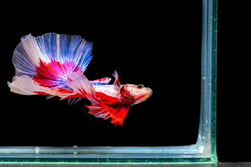 The moving moment beautiful of siamese betta fish or splendens fighting fish in thailand on black background. Thailand called Pla-kad or biting fish. © Soonthorn