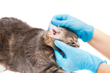 Veterinarian looking ear of a cat while doing checkup at clinic