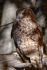 Owl Perched on a Branch Looking Back