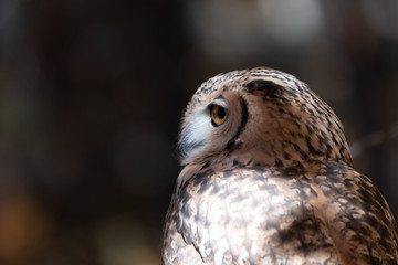 Owl Face Close Up Side Profile