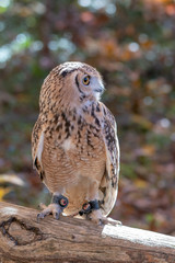 Owl Perched on a Branch