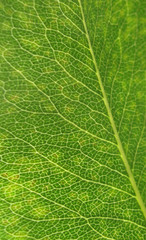 Fototapeta premium leaf, background, plant, pear leaf, macro, green.
