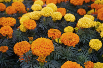 close up Beautiful yellow and orange chrysanthemum flowers with petals blurred background in botanic garden 