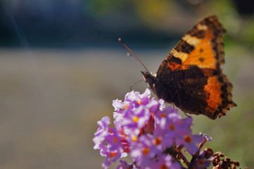 Schmetterlinge Deutschlands - Kleiner Fuchs