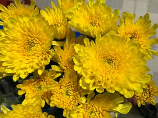 close up Beautiful yellow and orange chrysanthemum flowers with petals blurred background in botanic garden 